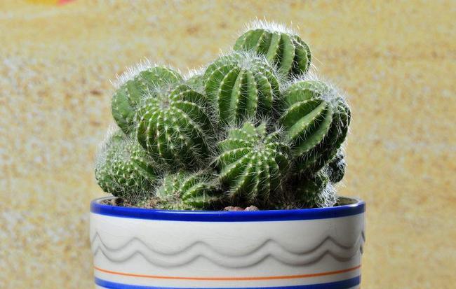 仙人球怎么养长得快手把手教你养出又肥又壮的仙人球