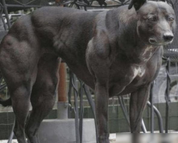 世界上力气最大的动物,其他都是基因变异,唯独它是天生强壮