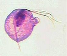阴道毛滴虫(trichomonas vaginalis, donne 1837)是寄生在人体阴道和