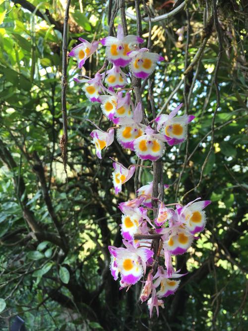 齿瓣石斛苗 云南紫皮石斛兰 紫皮兰 附生兰洋吊兰花卉盆栽绿植