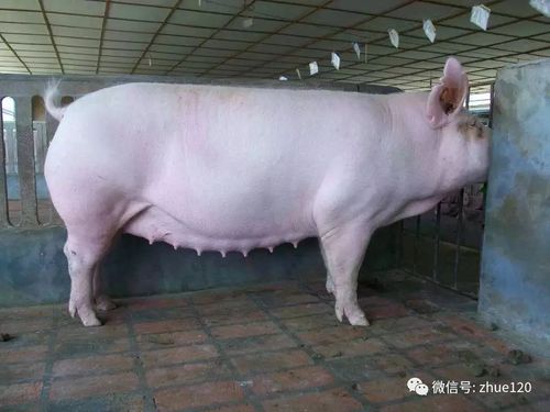 说说母猪配种那些事