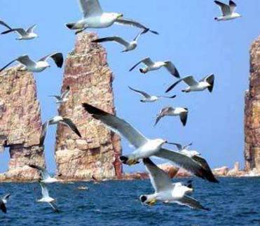 万鸟岛上,一航"鲁滨逊"们的那些事儿