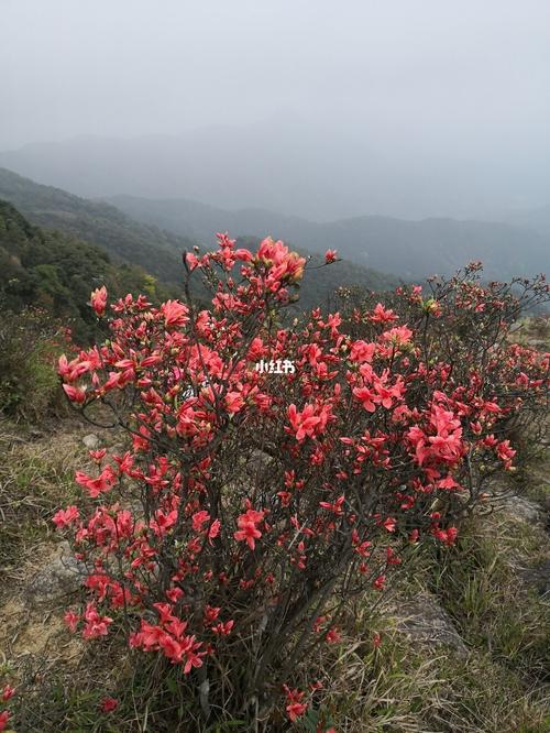 新兴县里洞镇天露山杜鹃花,云锦杜鹃花要过了,映山红杜鹃花本周将会
