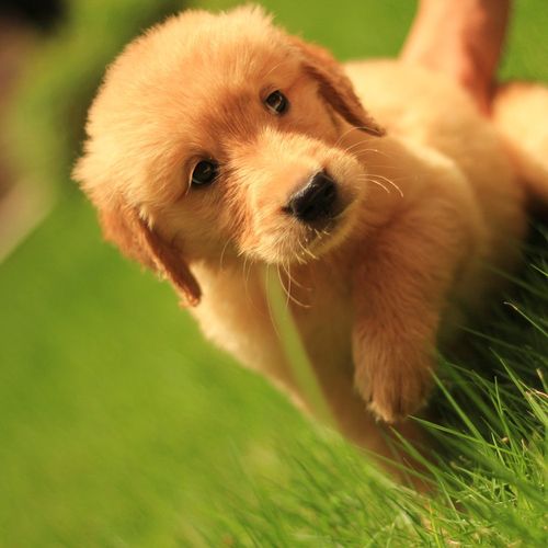 狗狗后腿突然无力,感觉像瘫了一样.会是什么原因!原因如下