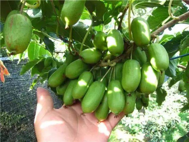 早熟品种龙成二号软枣猕猴桃树苗