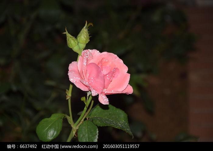当前位置: 原创摄影图 动物植物 花卉花草 一朵四季花