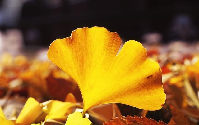 荷叶健康科普降压降脂防脑梗银杏叶不止好看还可作药用