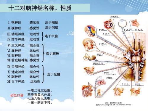 十二对脑神经.pdf 26页
