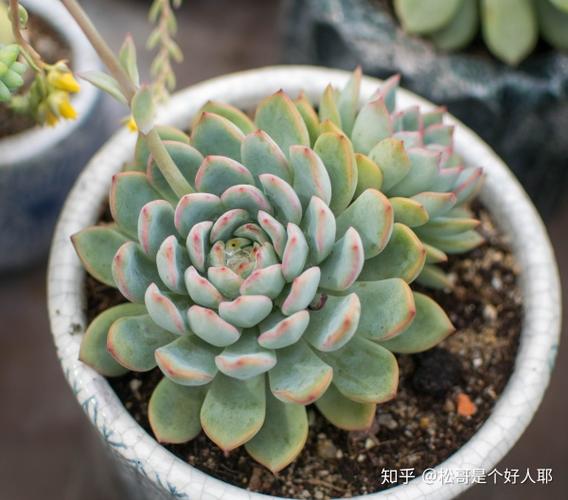 松哥小经验:发现花月夜和雨燕座的区别方法