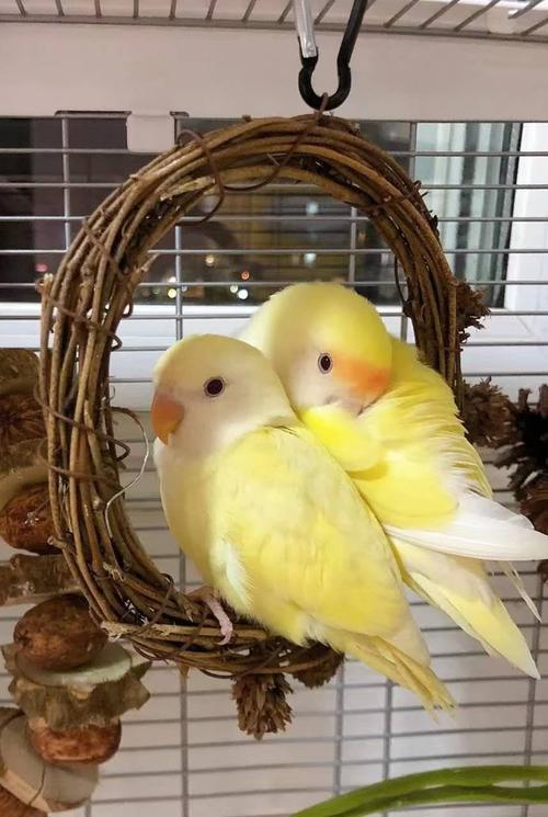 牡丹鹦鹉活物宠物鸟黄桃绿桃小鸟活体亲人笼养手养观赏鸟爱情鸟