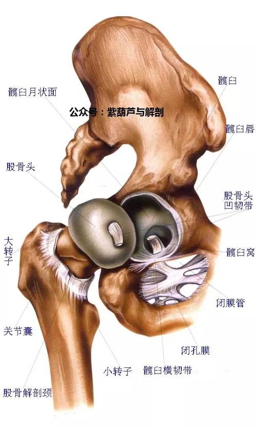 臀小肌肌腱:臀小肌位于臀中肌的深面,起自髂骨翼的外面,止于股骨的大