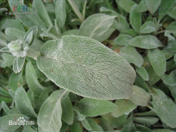 请问一下这个植物叫什么?叶子毛茸茸的 跟布娃娃的质感一样!