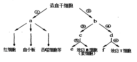 下图表示表示人体内各类血细胞生成的途径.a—f表示不