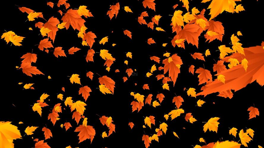 枫叶树叶飞舞落叶飘零枫叶飘落02