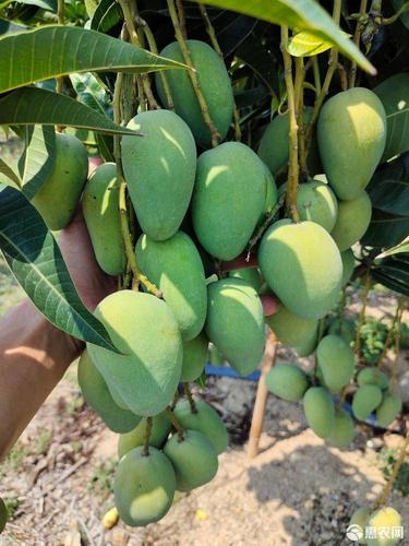 热农芒果 台农芒果 金煌芒树上熟