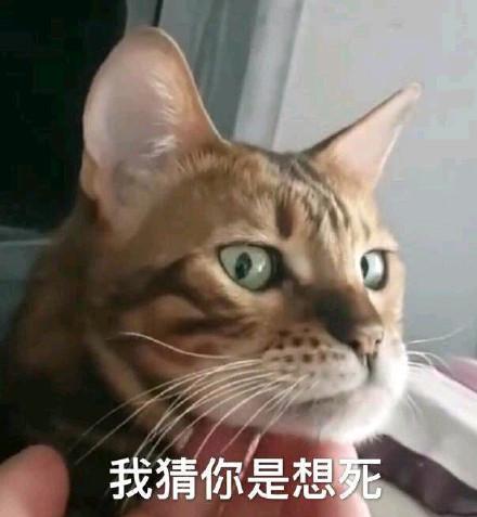 (猫咪)我猜你是想死_猫咪表情