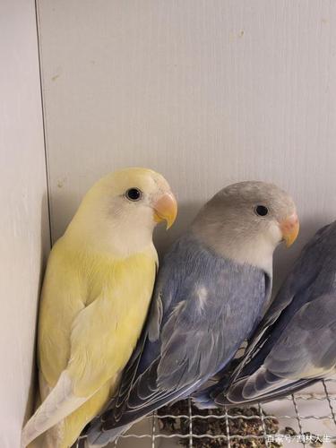 牡丹鹦鹉美图赏析