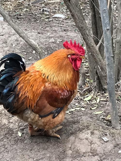 你们瞧,我舅舅家养了一只又肥又大的公鸡,这只美丽又勤劳的大公鸡每天