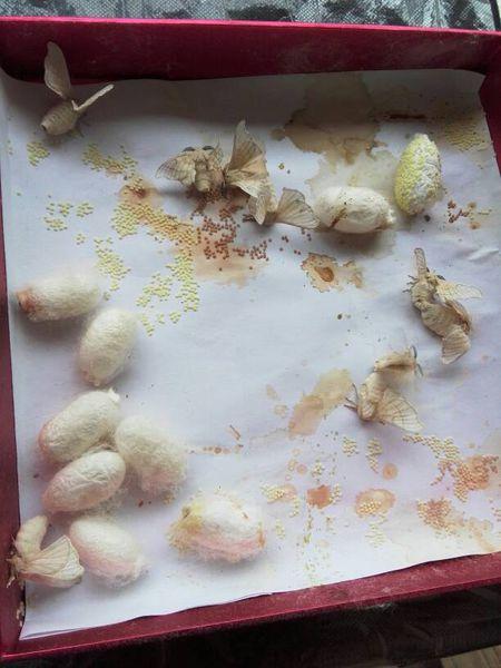 我现在养的蚕,我的蚕现在变成蛾子了,请问变成蛾子后会下仔吗?
