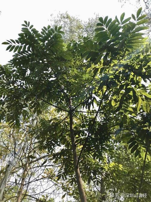 别名:南洋薯,木番薯,树薯 花期: 9-11月 根用来吃,这东西我在北方没