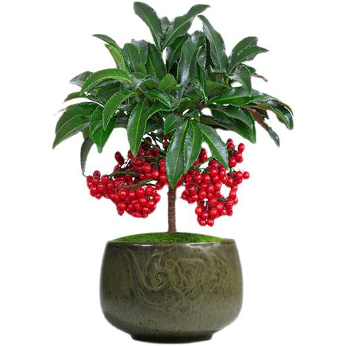 富贵籽盆栽乔迁黄金万两盆景室内客厅旺宅耐寒绿植阳台新年植物