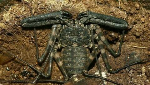 如蜕皮次数就和蝎子一样为6次7龄,但6龄即可繁殖;而分为头胸部及腹部