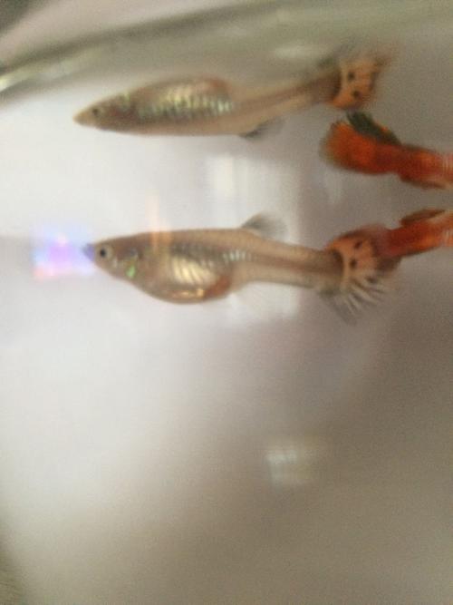 我这个孔雀鱼怀孕了吗?大概在什么时候生产啊?什么时候隔离出来啊?