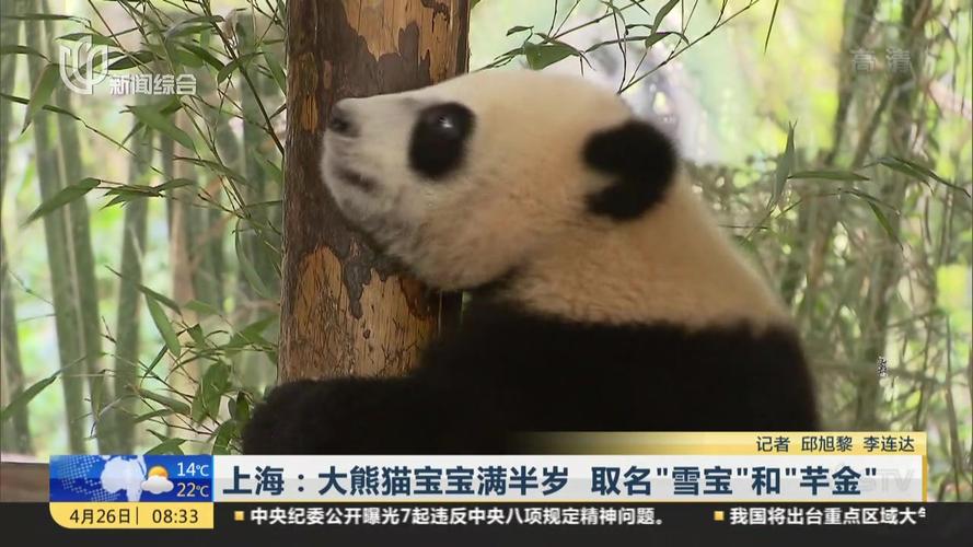 视频上海大熊猫宝宝满半岁取名雪宝和芊金
