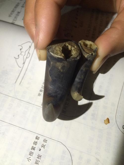 500元入手的老虎爪子,求鉴定!感激不尽