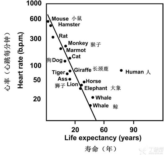 "木讷的大象,心率每分钟 40 次,寿命 80 年;陆上速度第一的猎豹,寿命