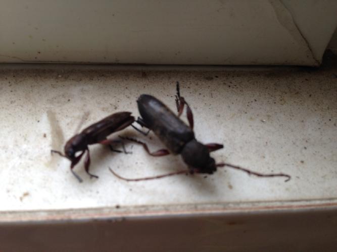 北方,家里厨房发现,是否是蟑螂.急!急!急!