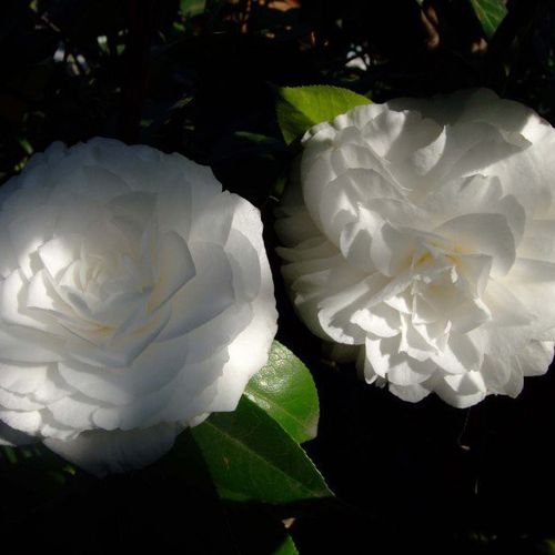 牛西奥美玉_金华米可苗木有限公司-米可茶花,小苗,金华茶花,四季杜鹃