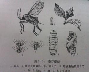 瘿蚊的介绍