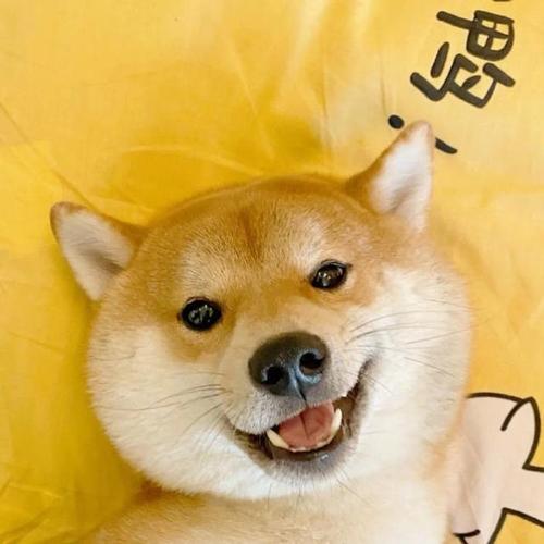 猫咪头像和狗子头像你更喜欢哪个?