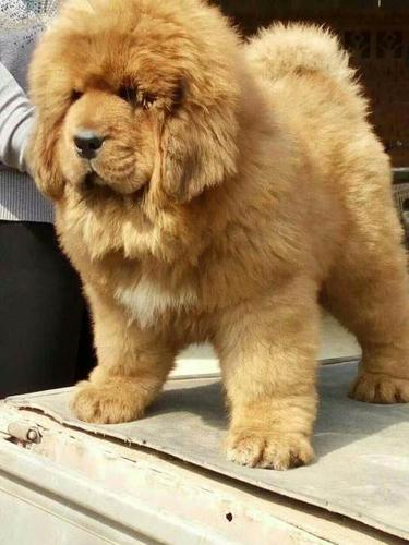 3个月的黄棕色藏獒5000元(公)