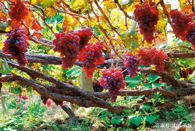 清徐百年龙眼葡萄藤