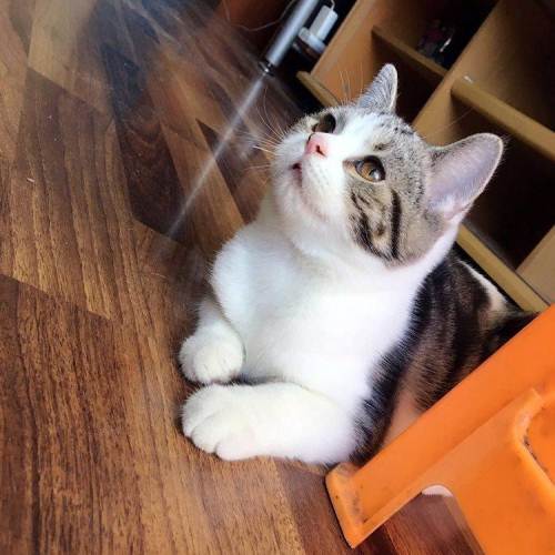 美短加白mm一枚.寻找主子相伴