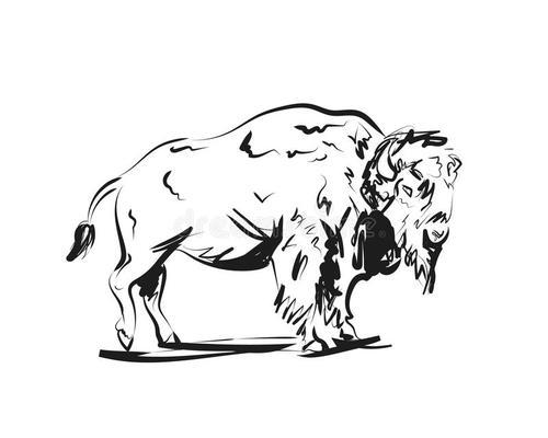 简笔画的野牛