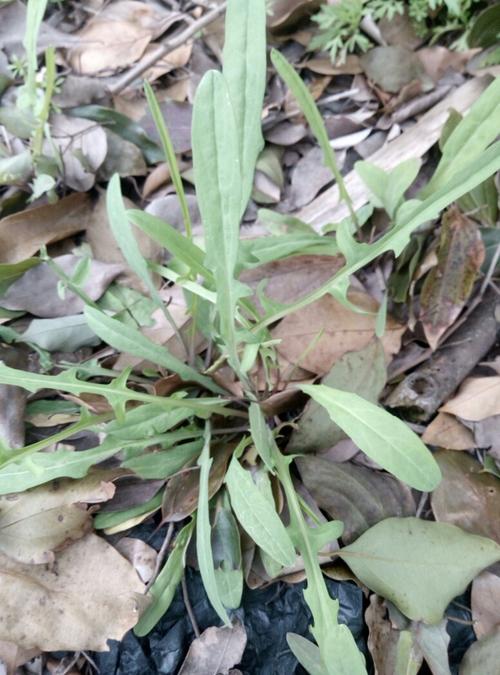 有一种野菜别名叫苦丁是什么样