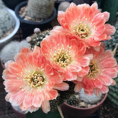 植物员外 丹葵dm damask 丽花球属精品仙人球 丽花易爆花花色美