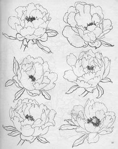 求牡丹花的素描图,多发几张!