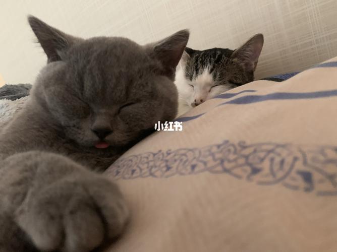 英短蓝猫团子和狸花猫七七_英短_狸花猫_曲江·千林郡