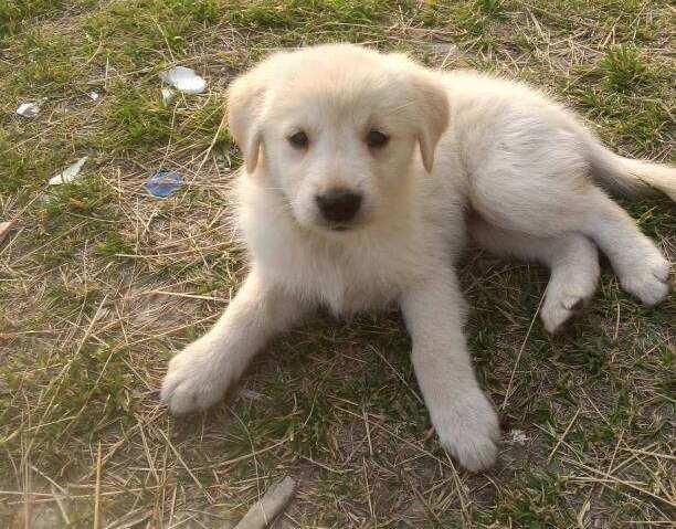 6个阶段看完狗狗的一生铲屎官要了解一下