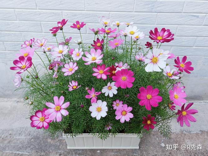 波斯菊怎么种植