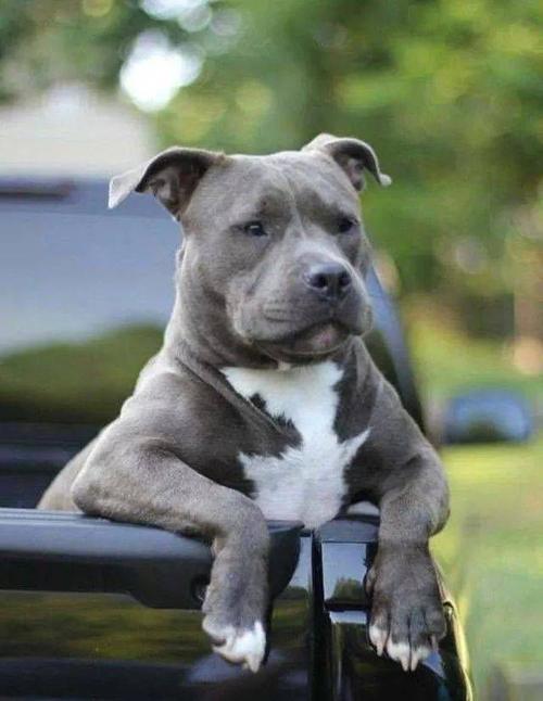 这时候的它们还没有体现出大长腿的的潜质 说到比特犬,大家会想到它的