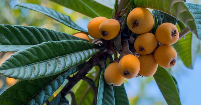 枇杷树的种植技术和枇杷树苗的栽培方法