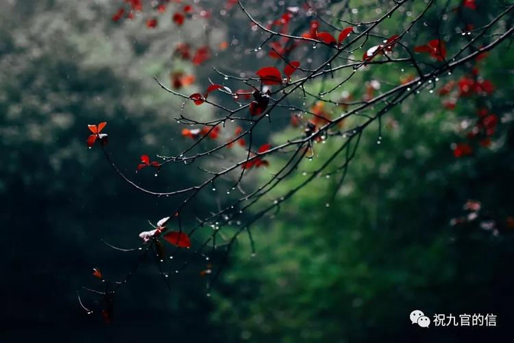 初秋,细雨下漫步杭州