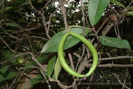 请看图.藤,长的种子像缸豆