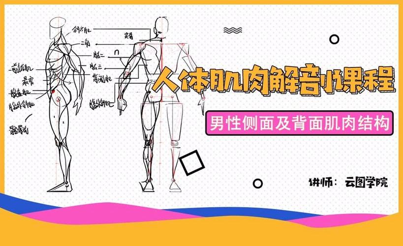 男性侧面及背面肌肉结构解析人体肌肉解剖课程