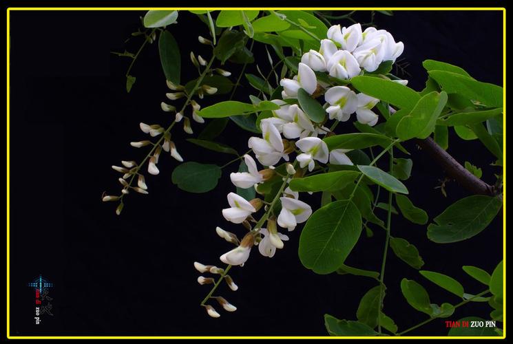 【门前的洋槐花摄影图片】风光摄影_太平洋电脑网摄影